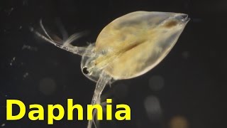 Daphnia [upl. by Arabela402]