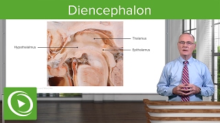 Diencephalon Components amp Structure – Brain amp Nervous System  Lecturio [upl. by Kunz]