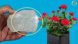 10 Powerful Rose Plant Care Tips  How to grow Roses [upl. by Annayr]