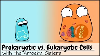 Prokaryotic vs Eukaryotic Cells Updated [upl. by Rimidalg605]