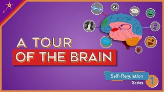 A Tour of the Brain  SelfRegulation Lesson 1 [upl. by Bolen]