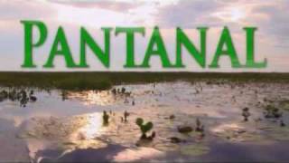 Programa Pantanal WWF Bolivia y Brasil [upl. by Yedrahs785]