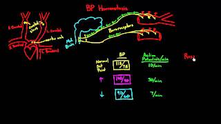 Autoregulation  Baroreceptors [upl. by Heda697]