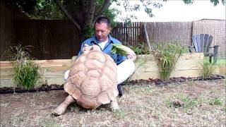 Feeding Bruticus my large male Sulcata tortoise [upl. by Annwahs]