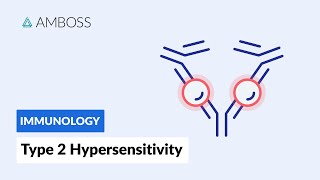 AntibodyDependent CellMediated Cytotoxicity Type II Hypersensitivity Reaction [upl. by Retsehc]