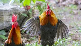 Gallos cantando llamar la atención de las gallinas [upl. by Bowlds]