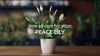 How to care for your Peace Lily  Grow at Home  RHS [upl. by Lemrej255]