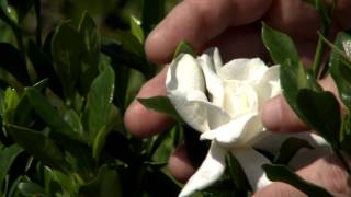 Dont prune gardenias until late May early June [upl. by Kira]