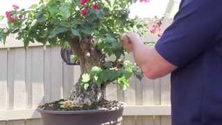 How to Bonsai  Bougainvillea Restyling the Tree [upl. by Costa]