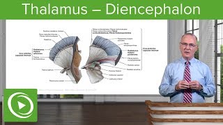 Thalamus – Diencephalon  Lecturio [upl. by Adnama929]