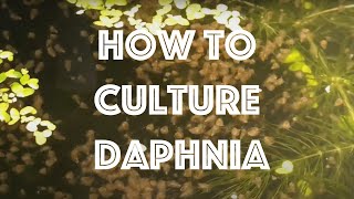 How To Culture Daphnia Magna [upl. by Eecart]