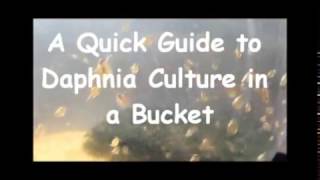 How to culture daphnia outside [upl. by Lenox912]