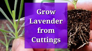 Grow Lavender from Cuttings [upl. by Merridie431]