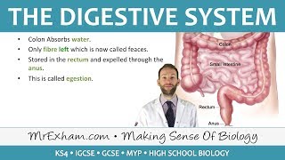 Digestion and Absorption  Digestive System [upl. by Adlin]