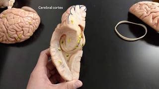 Brain anatomy [upl. by Afinom]