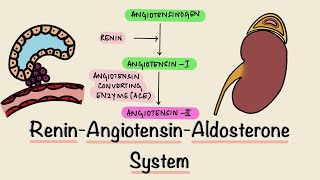 Renin Angiotensin Aldosterone System  RAAS  Juxtaglomerular Apparatus  JGA  Renal Physiology [upl. by Ahsinehs]