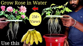 How to Grow Rose Plant at home Without Soil from cuttings [upl. by Erv]