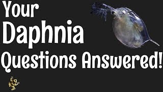 Daphnia Questions Answered [upl. by Assirt]