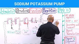 Sodium Potassium Pump  Na⁺  K⁺  ATPase [upl. by Awra92]