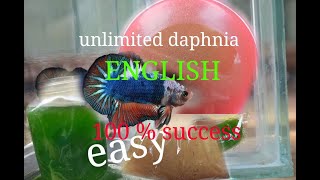 daphnia moina culture Easy way Unlimited production English  with sub Green water Chlorella [upl. by Rycca]