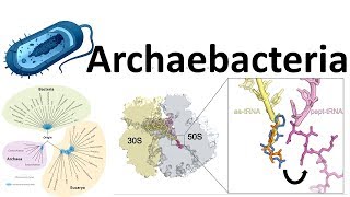 Archaebacteria introduction [upl. by Ydollem]