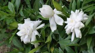 How to Prune Potted Gardenia Pruning My Gardenia Plant [upl. by Gavrah]