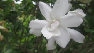 How To Get A Gardenia To Bloom [upl. by Monah]