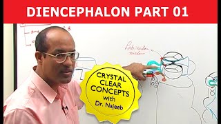 Diencephalon  Neuroanatomy  Part 12 [upl. by Candis148]