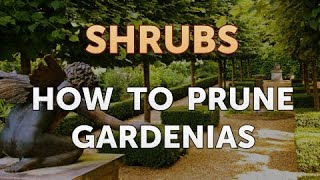 How to Prune Gardenias [upl. by Shotton46]