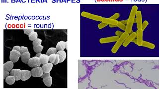 Bacteria Archaea vs Eubacteria Theme 4 Topic 2 [upl. by Adnilreh741]