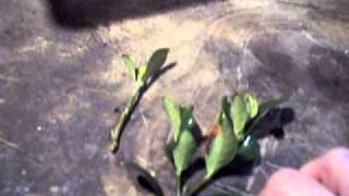 How to Propagate Gardenia bush cuttings [upl. by Pentha]