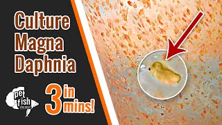 How to culture DAPHNIA MAGNA  The easy way [upl. by Anairt]