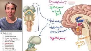 Brain 6 Diencephalon [upl. by Hgalehs]