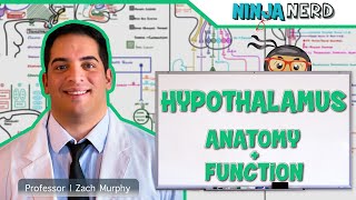 Neurology  Hypothalamus Anatomy amp Function [upl. by Haskel631]