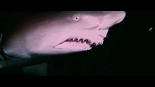 Strange Wilderness shark scene in 1080p HD [upl. by Vale800]