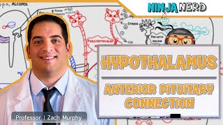 Endocrinology  Hypothalamus Anterior Pituitary Connection [upl. by Dlonra]