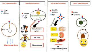 Hypersensitivity types in 4 minutes [upl. by Bathsheba]