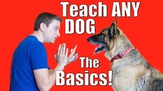 Dog Training 101 How to Train ANY DOG the Basics [upl. by Rhynd]