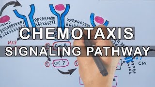 Chemotaxis  Signaling Pathway in Bacteria [upl. by Lucchesi]