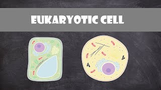 Eukaryote Cell Structure and Function  Cell Biology [upl. by Alehtse]