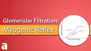 Glomerular Filtration Myogenic Reflex Autoregulation [upl. by Aicilet238]