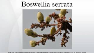 BOSWELLIA AND TURMERIC BENEFITS [upl. by Soelch832]