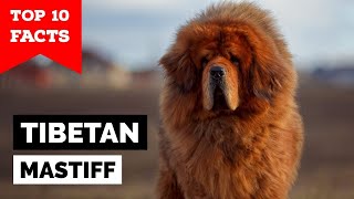 Tibetan Mastiff  Top 10 Facts [upl. by Loferski]