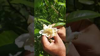 How to care for Gardenias [upl. by Biron]