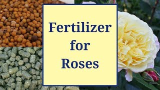 Fertilizer for Roses [upl. by Adniralc]