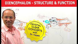 Diencephalon  Structure amp Function  Neuroanatomy [upl. by Maxine]