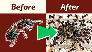 EXPLODING ANT POPULATION  Raise a Carpenter Ant Mega Colony [upl. by Atteugram]