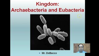 Kingdom Archaebacteria and Eubacteria [upl. by Kane]