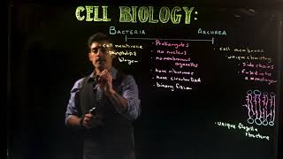 Archaea vs Bacteria [upl. by Claresta]