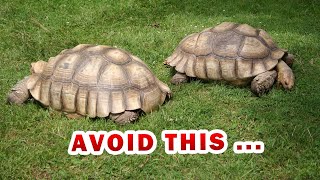 The ULTIMATE SULCATA spurred Tortoise food list amp diet [upl. by Norbert]